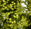 Leaves on a tree